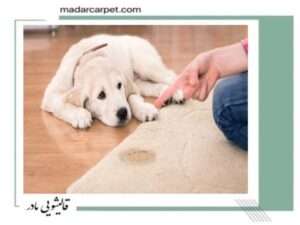 شست و شوی ادرار حیوانات از روی فرش